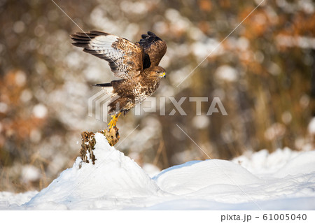 Buzzard taking of from a tree stump covered with snow in winter nature Buzzard taking of from a tree stump covered with snow in winter nature 61005040