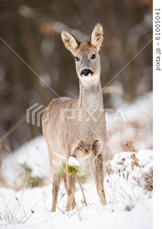 Attentive roe deer doe standing on a clearing in woodland on snow during winter Attentive roe deer doe standing on a clearing in woodland on snow during winter 61005041