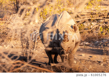 A black Rhinoceros Browsing in the Bushes of Etosha A black Rhinoceros Browsing in the Bushes of Etosha 61005276