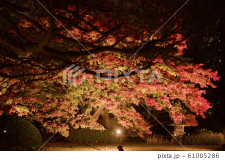 日本庭園の夜 日本庭園の夜 61005286