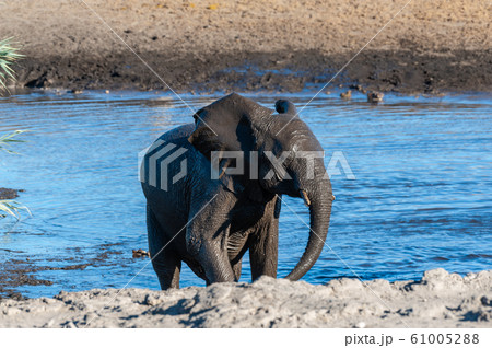 An African Elephant Emerging from a Waterhole 61005288