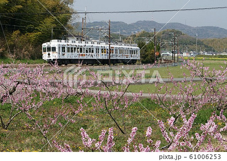 春の貴志川線 桃の花満開 春の貴志川線 桃の花満開 61006253