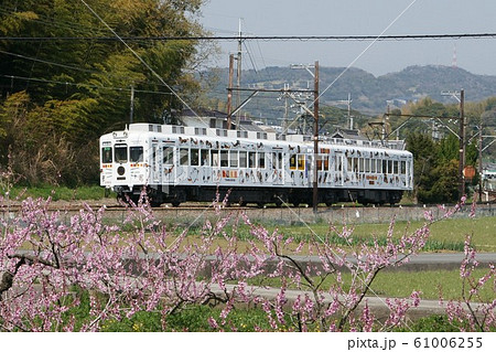 春の貴志川線　桃の花満開 61006255