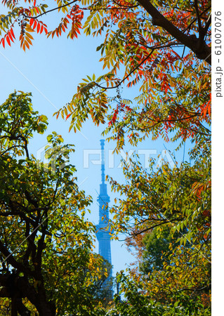 櫨の木の紅葉と東京スカイツリー 向島百花園 櫨の木の紅葉と東京スカイツリー 向島百花園 61007076