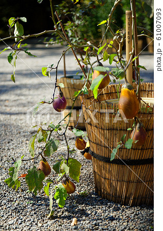 寺島なす　東京野菜　向島百花園 61007093