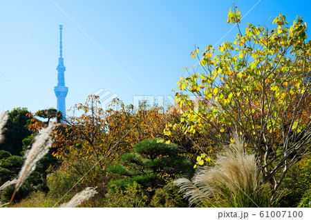 向島百花園の紅葉と東京スカイツリー 61007100