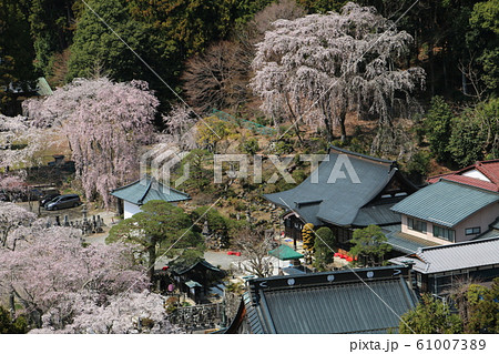 さくらの身延山久遠寺 61007389