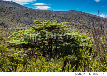Beautiful landscape of Colombian Andean mountains showing paramo type vegetation 61007523