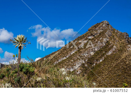 Beautiful landscape of Colombian Andean mountains showing paramo type vegetation 61007552