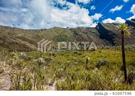 Beautiful landscape of Colombian Andean mountains showing paramo type vegetation 61007596