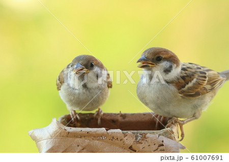 スズメの雛2羽 スズメの雛2羽 61007691