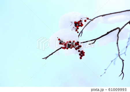 雪とナナカマド 雪とナナカマド 61009993