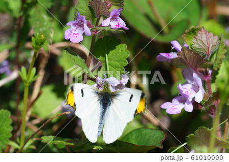 カキドウシのの花に止まるツマキチョウ(オス) カキドウシのの花に止まるツマキチョウ(オス) 61010000