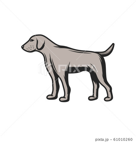 Hunting dog, hunter gun dog and pet animal 61010260