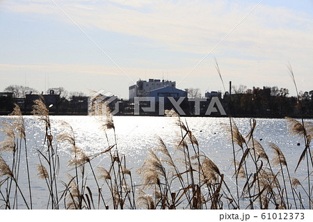 埼玉県久喜市の久喜菖蒲公園の風景 61012373
