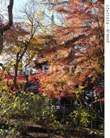 紅葉46 紅葉46 61012421