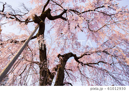 小江戸川越の春 早朝の中院 しだれ桜 小江戸川越の春 早朝の中院 しだれ桜 61012930