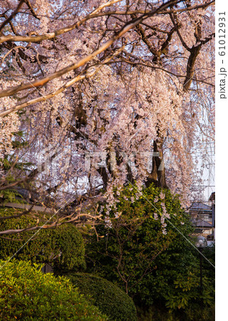 小江戸川越の春 早朝の中院 しだれ桜 小江戸川越の春 早朝の中院 しだれ桜 61012931