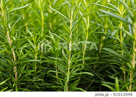 Background of green fresh rosemary herb bunches 61013046
