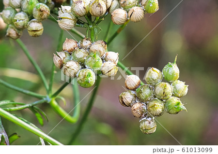 Closeup of coriander seeds ripening on the plant 61013099