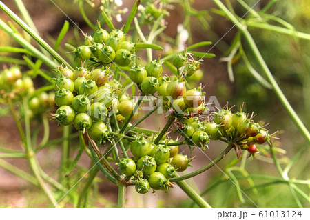 Closeup of green coriander seeds growing on umbels 61013124