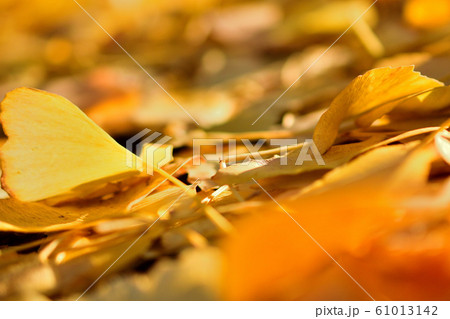 銀杏の紅葉落ち葉 銀杏の紅葉落ち葉 61013142