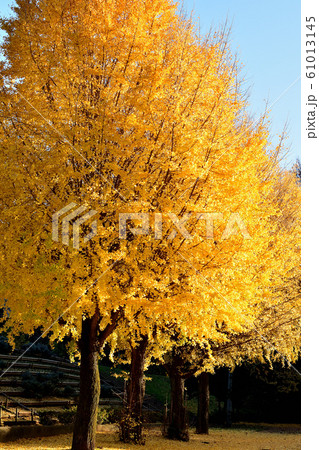 公園の銀杏紅葉 61013145