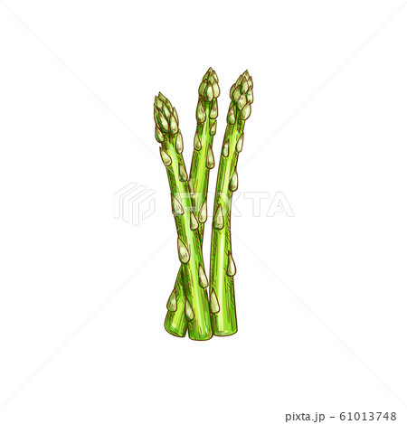 Asparagus officinalis stalk isolated kitchen herb Asparagus officinalis stalk isolated kitchen herb 61013748