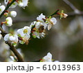 蕾 つぼみ 双葉 61013963