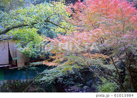 箕面山の紅葉-22 箕面山の紅葉-22 61013984
