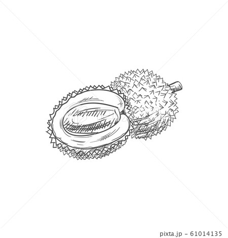 Lychee Isolated Tropical Fruit Sketch Whole Halfのイラスト素材