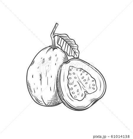 Guava edible tropical fruit whole and cut isolated 61014138
