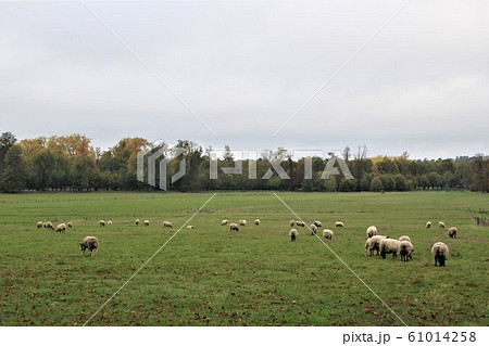 ヴェルサイユ宮殿 牧場 ヴェルサイユ宮殿 牧場 61014258
