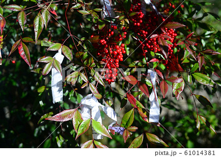 箕面瀧安寺の南天-1 61014381