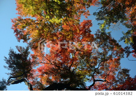 箕面山の紅葉-23 61014382