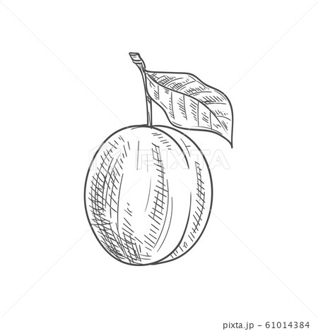 Fresh plum fruit sketch 61014384