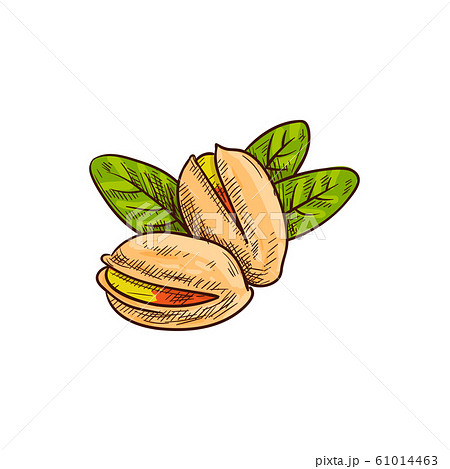 Pistachio Nuts Peeled And In Shell With Leavesのイラスト素材