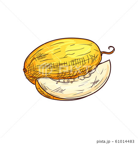 Muskmelon, whole melon isolated fruit sketch Muskmelon, whole melon isolated fruit sketch 61014483