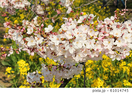 桜堤防 熊谷 桜堤防 熊谷 61014745
