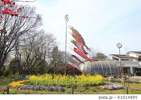 花畑と鯉のぼり 花畑と鯉のぼり 61014895