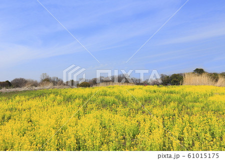 菜の花畑 菜の花畑 61015175