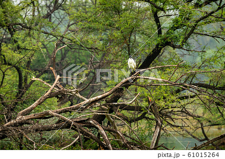 Black headed ibis or black necked ibis perched on tree trunk at keoladeo national park or bird sanctuary, bharatpur, india - Threskiornis melanocephalus 61015264