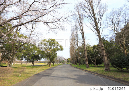 水元公園　ポプラ並木 61015265