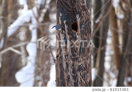 コガラ コガラ 61015363