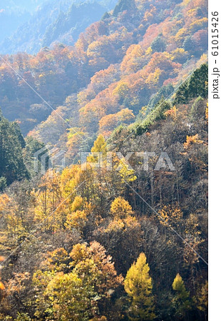 秋の陽ざしに輝く針葉樹の黄色い葉 61015426