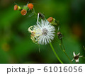 蕾 つぼみ 双葉 61016056