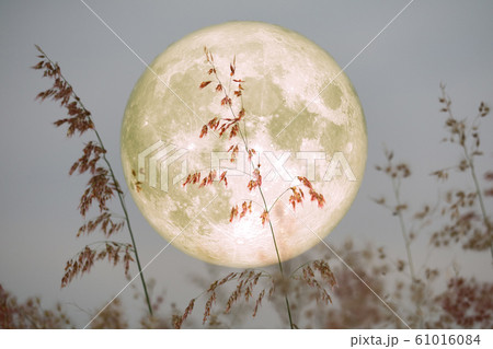 Super Beaver Moon on sky and silhouette glass Super Beaver Moon on sky and silhouette glass 61016084