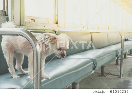 Dog so cute inside a railway train wait for travel Dog so cute inside a railway train wait for travel 61016255