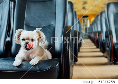 Dog so cute inside a railway train wait for travel Dog so cute inside a railway train wait for travel 61016259