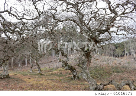 天狗しで 天狗しで 61016575